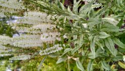 Veronica longifolia 'Charlotte'  Rantatädyke